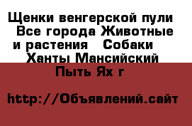 Щенки венгерской пули - Все города Животные и растения » Собаки   . Ханты-Мансийский,Пыть-Ях г.